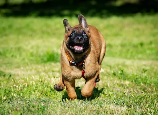 Happy running belgian malinois puppy stock photo
