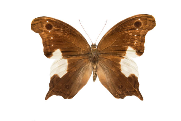 istock butterfly Neorina lowii isolated on white 996653064