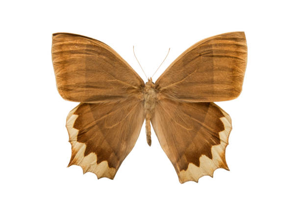 istock butterfly Taygetis chrysogone isolated on white 996653092