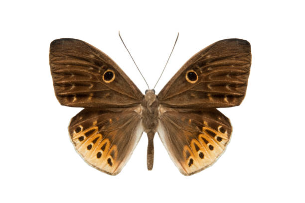 istock butterfly Nemeobiiidae isolated on white 996653136