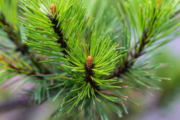 istock Wet shoots of a pine tree after the rain 996655914