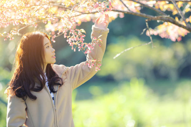 istock Asian Woman with cherry blossom nature background 996660392
