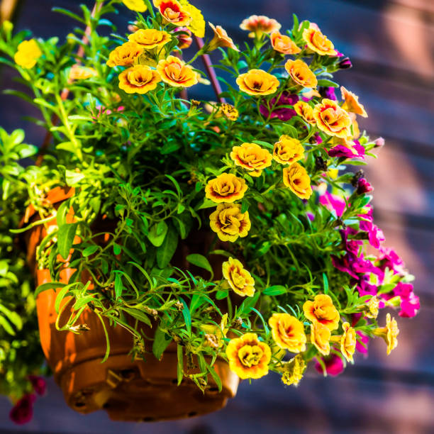 istock Flower pot with petunia flowers 996663270