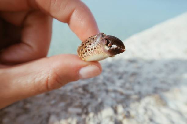 istock Girl holding crab claw in her hand 996663606
