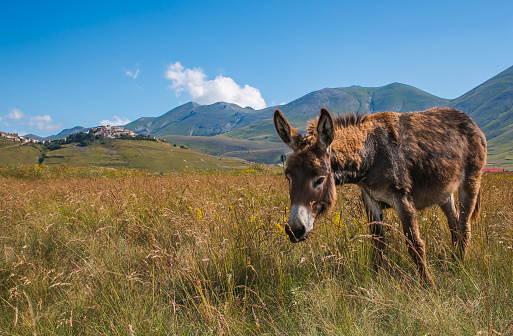 Portrait of donkey grazing on the Pian Grande