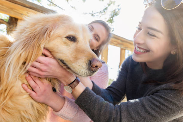 istock Adorable dog and his owner 996670180