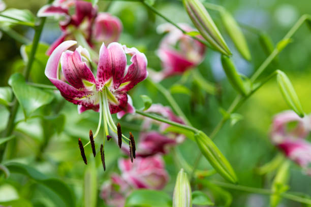 istock close-up of pink lily flower 996670342