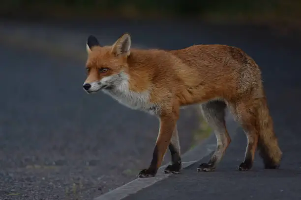 Photo of Red Fox Portrait