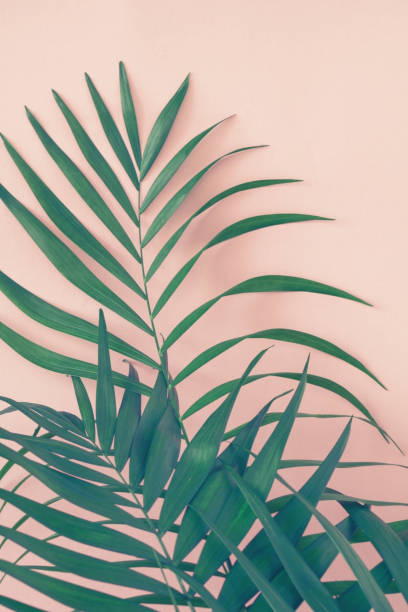 istock Palm leaves over pink background. Trend vintage toned. 996679224