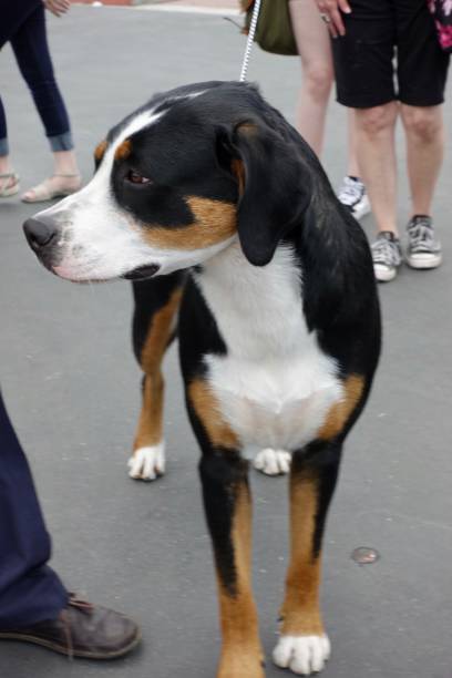 istock Greater Swiss Mountain Dog Standing 996679526