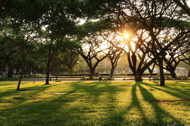istock rain trees in city park a green infrastructure development in urban landscape during sunset 996679538