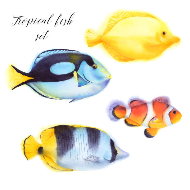 istock Set of  yellow and blue tang, and clown fish. 996679836