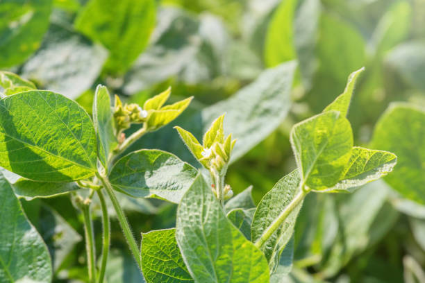 istock Young soybean plant with flower. Growing flowering soybeans 996695332