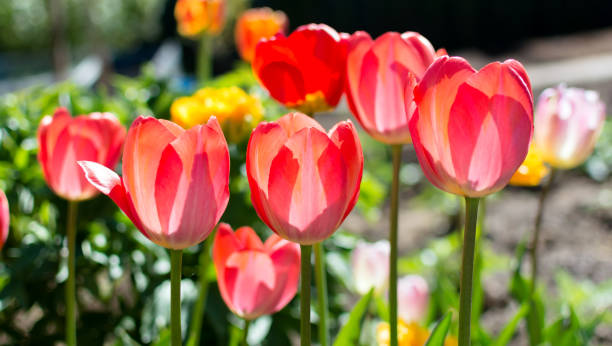 istock Classic Red Tulips in the garden. 996695380
