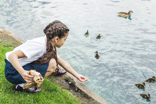 adorable schoolgirl feeding ducklings in pond