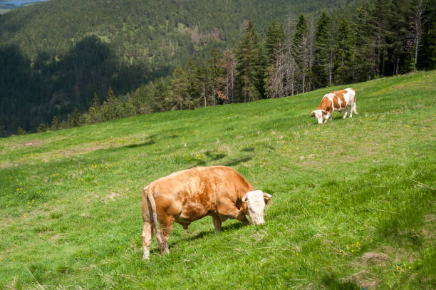 istock bulls in the meadow 996701524