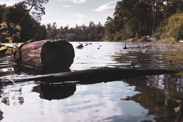 istock Infinity Beach in the Woods by the river 996702032