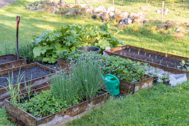 istock spring wiew over cultivating boxes in a green garden 996702658