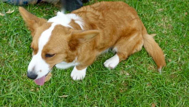 istock Corgi Dog in the Park 996705090