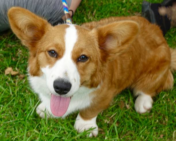 istock Corgi Dog in the Park 996705114