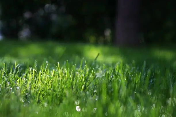 A green lawn with dews lighted up with rays of sunshine.