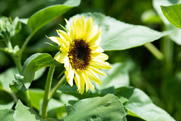 close-up of yellow sunflower
