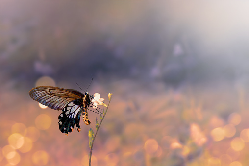 Beautiful butterfly swallowtails drinking nectar on flowers, evening light . Butterflies on flower.