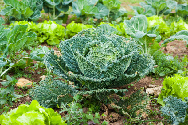 istock Fresh green cabbage before harvesting in the garden 996717632