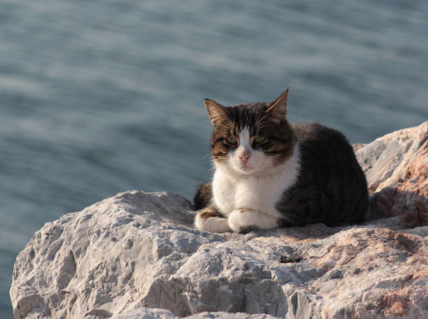 istock Street cat taking sunbath on the rock 996717826