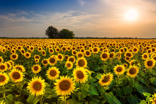 istock Beautiful sunflower field panorama in sunset in summer 996724888