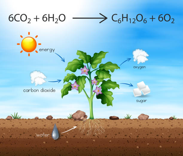 illustrations, cliparts, dessins animés et icônes de un processus d’arbre produisent de l’oxygène - photosynthèse