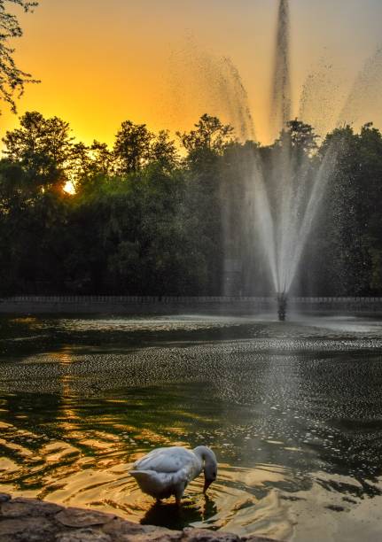 A beautiful setting by the lake in Lodhi Garden, New Delhi. The ducks and Seagulls are coming out of the lake, the sun is hiding behind the trees and there is a fountain to add to the dreamy setting.