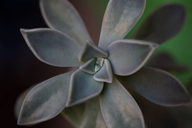 istock Crassulaceae succulent ornamental plant type 996733974