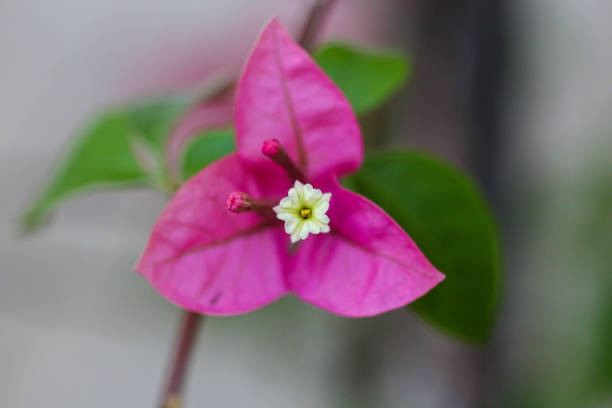 istock Bougainvillea pink flower in macro closeup 996734530