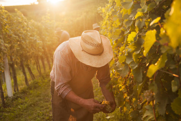 istock Harvesting grapes on an autumn evening 996734726