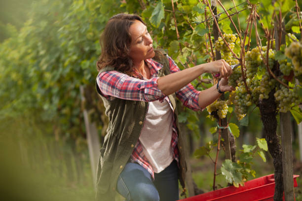 istock Woman picking grapes in vineyard 996734744