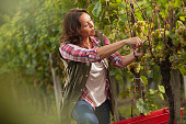 Woman picking grapes in vineyard