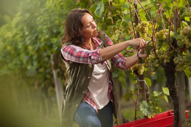 Photo of Woman picking grapes in vineyard