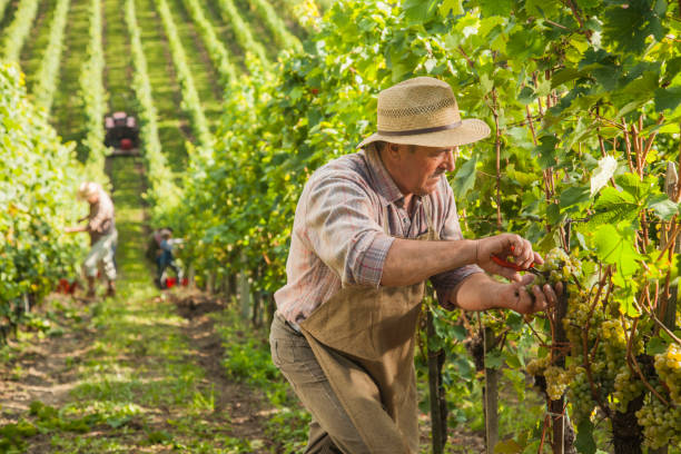 Harvesting grapes in a big vineyard. Senior man inspecting the grapes quality.