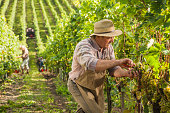 Senior farmer inspecting the grapes for harvest