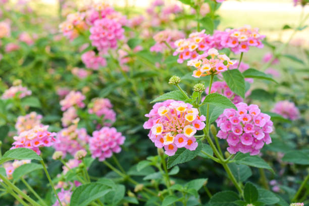 istock Lantana camara flower blooming during summer. 996734984