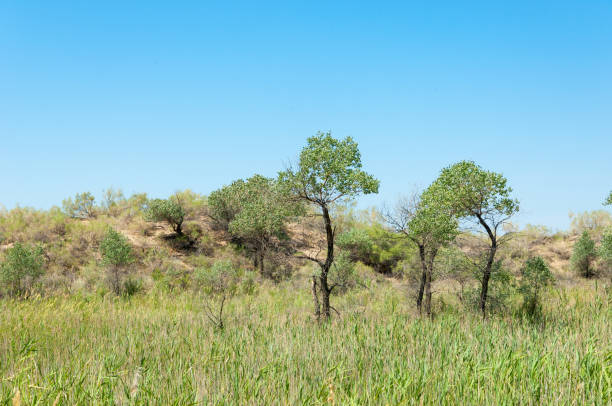 istock steppe summer. Turgai save. Lake in the desert 996735036
