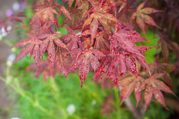 krople deszczu na czerwonych liściach klonu japońskiego w japońskim ogrodzie - japanese maple leaf water japan zdjęcia i obrazy z banku zdjęć