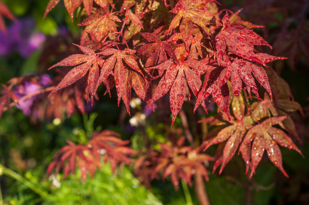 krople deszczu na czerwonych liściach klonu japońskiego w japońskim ogrodzie - japanese maple leaf water japan zdjęcia i obrazy z banku zdjęć