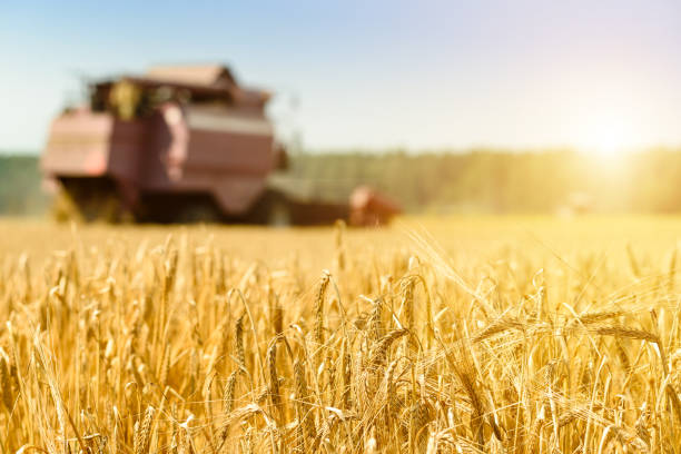istock selective focus on golden ripe wheat. Agriculture machine harves 996739024