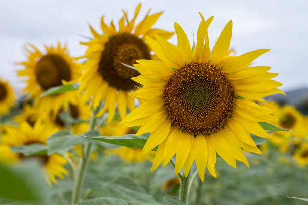istock Sunflowers in a field 996742570