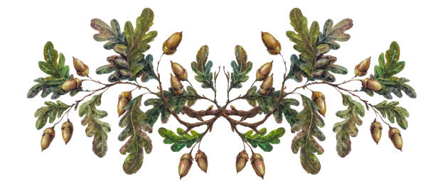 illustrazioni stock, clip art, cartoni animati e icone di tendenza di decorazione del ramo di quercia ad acquerello - acorn oak oak tree leaf