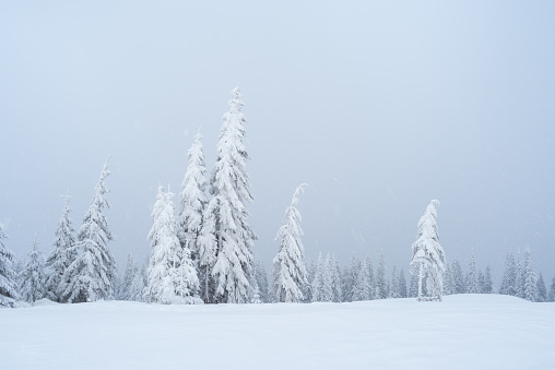 Snowfall in the mountains. Winter landscape with fir forest and fog