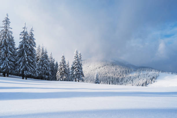 istock Christmas landscape with spruce in the mountains 996747270
