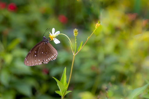 close up Dusky Large Blue or Phengaris nausithous butterfly on  white daisy and blur green leaf